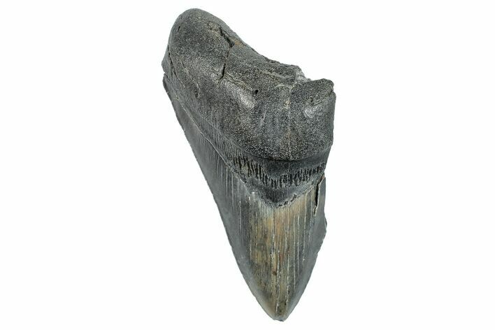 Partial Fossil Megalodon Tooth - Serrated Blade #277402